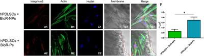 Geometrically modified bovine pericardium membrane promotes the expression of molecules targeted for a faster integration and vascularization process